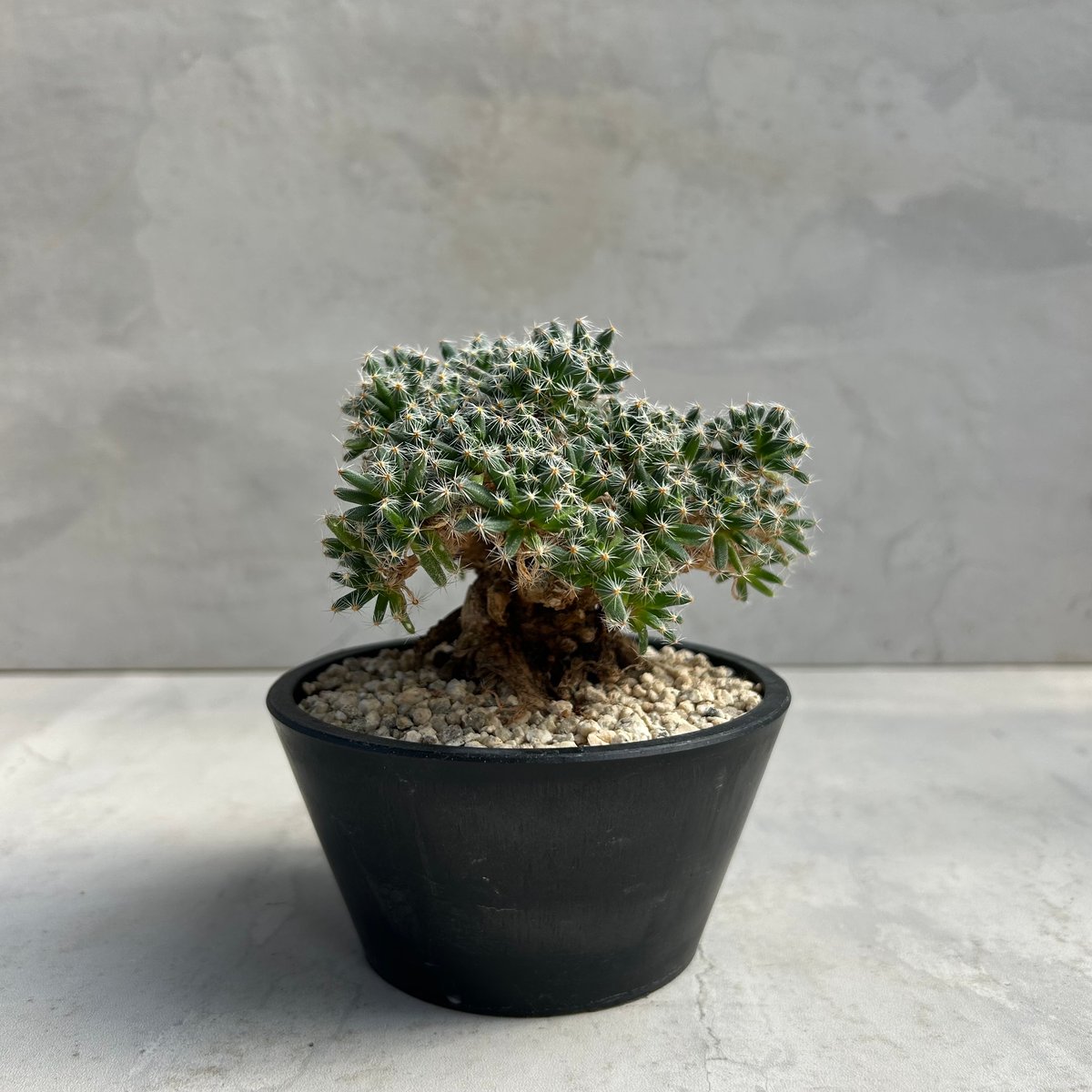 トリコディアディマ・デンサム【紫晃星】 (24nov27.h04-2) | GOOD DAYS