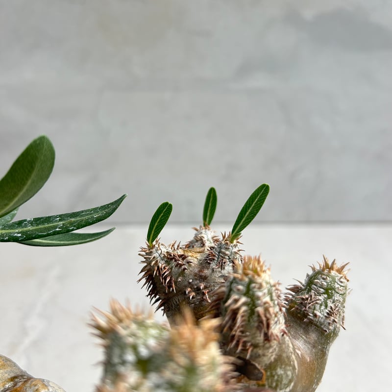 パキポディウム・ブレビカリックス (25jul15v46/2-3) | GOOD DAYS