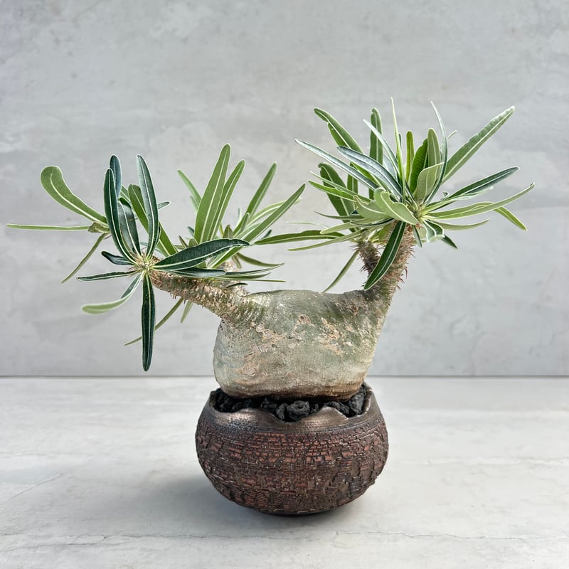 パキポディウム・グラキリス【笠間焼 川澄 智一 作家鉢】（24may9.n4