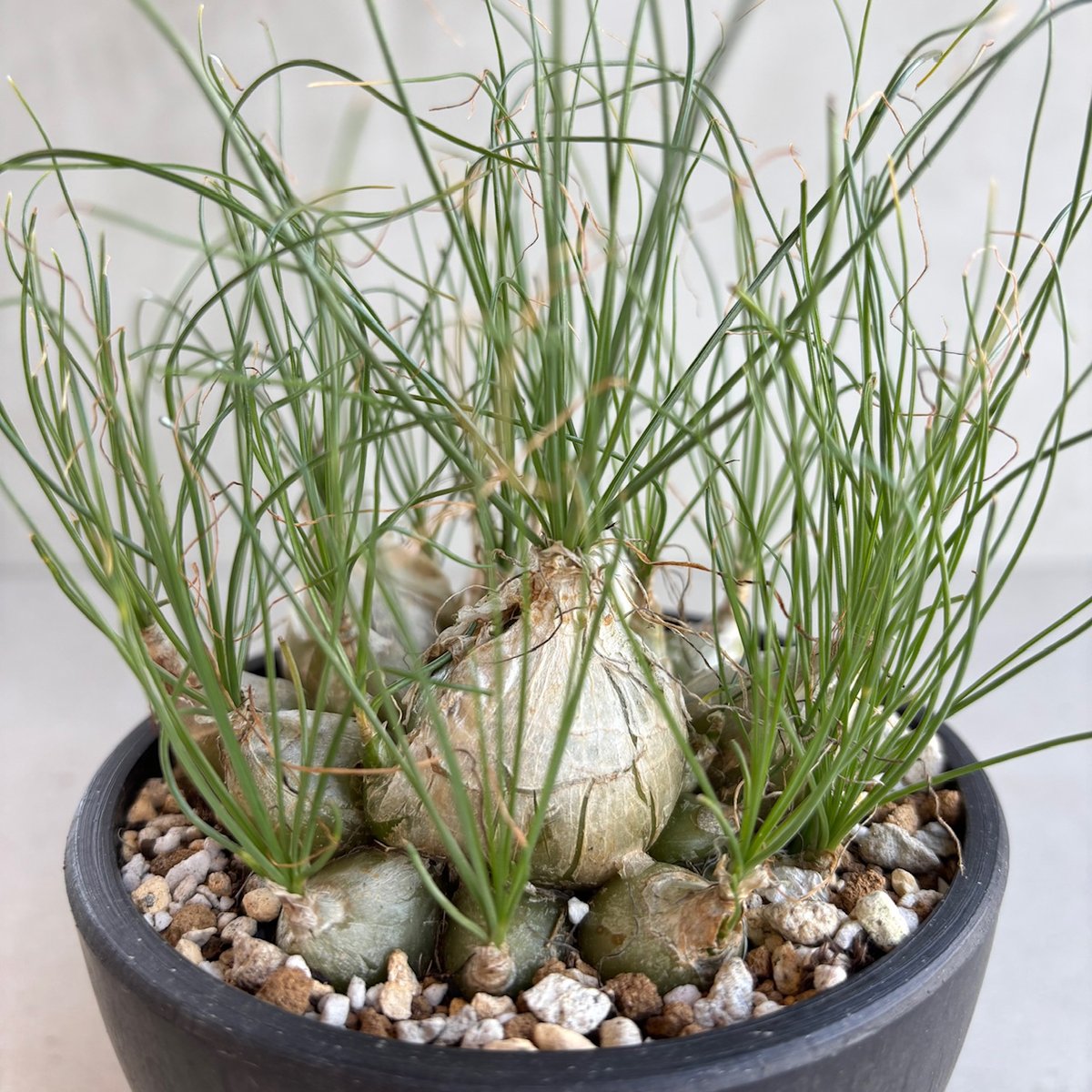 アルブカ・フミリス アルブカ・フミリス増やし方と育て方 | GINZA HAIR江藤の観葉