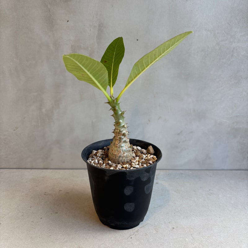 パキポディウム・ウィンゾリー 【実生】(24nov27.h11-13) | GOOD DAYS