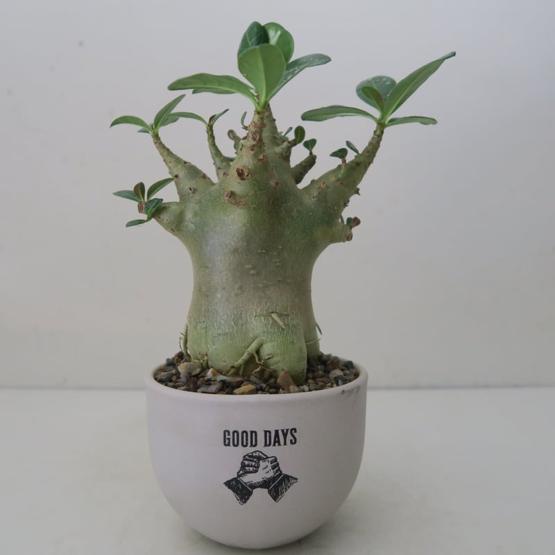 アデニウム‼️ アデニウム：オベスム（ピンク花） チャンプー64 4号鉢植え の