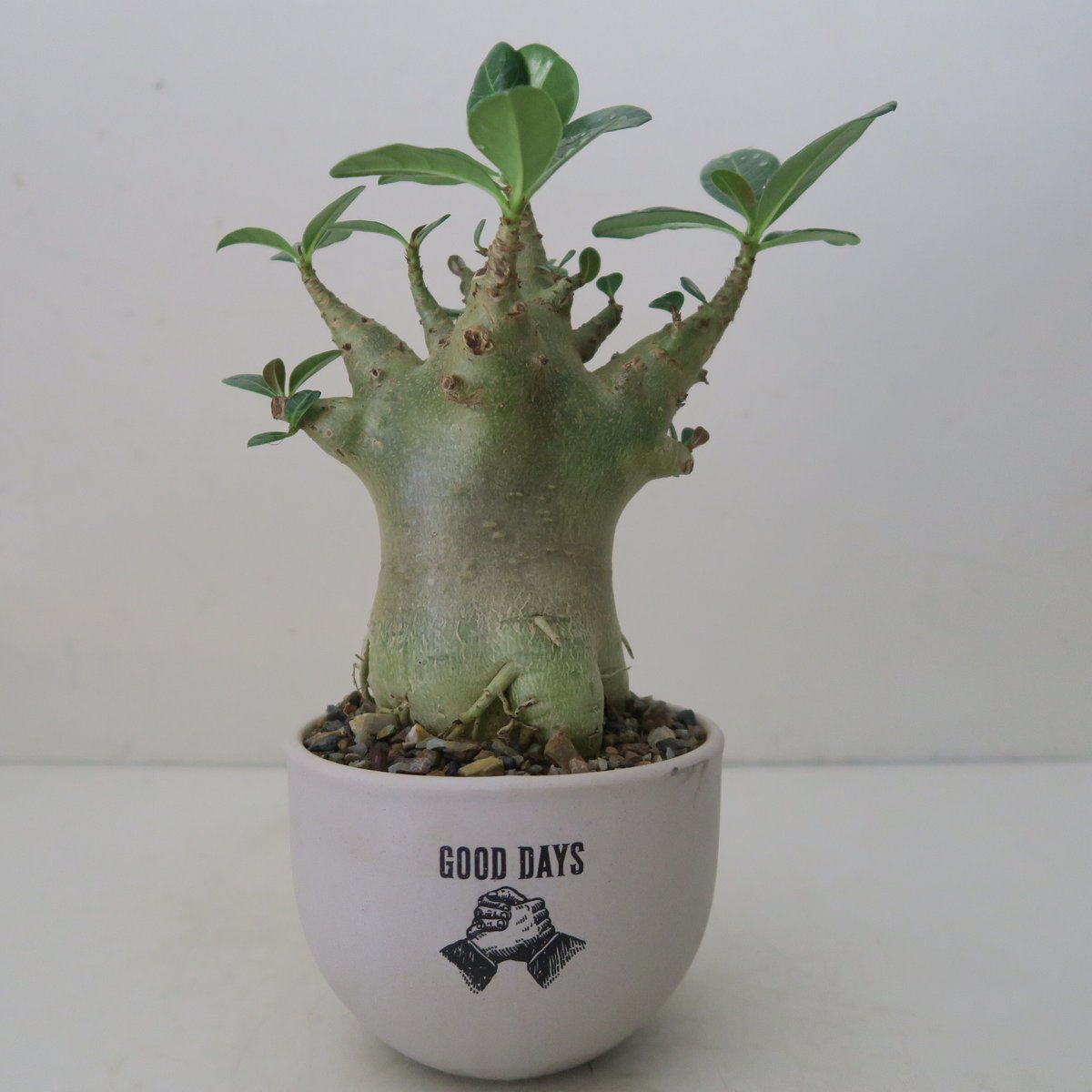 開花開始 アデニウム 花芯は白のグラデーション fit=scale-down,w=1200