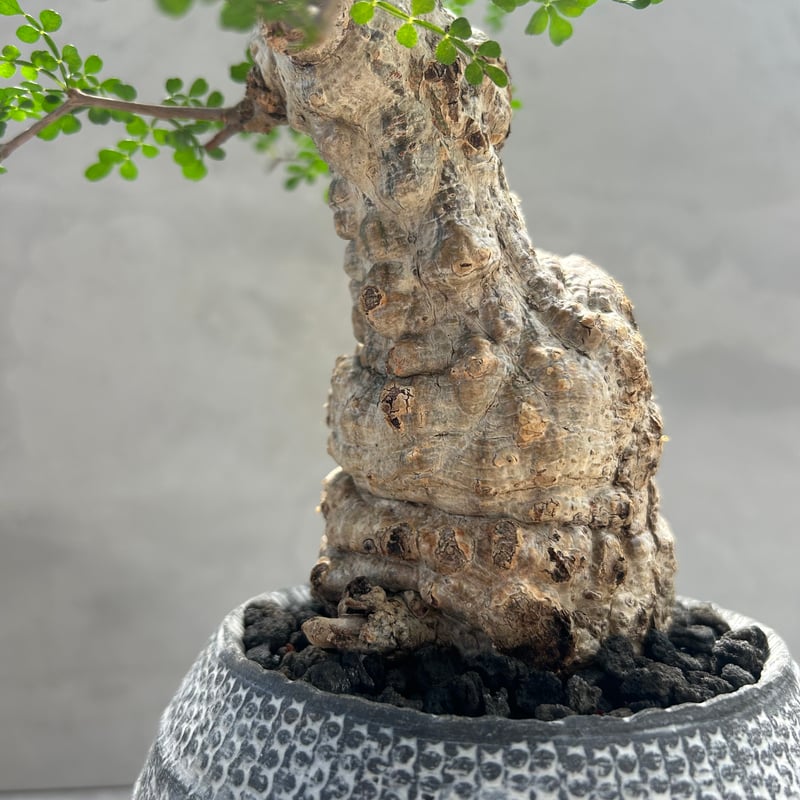 オペルクリカリア・パキプス【浅見 五郎助 作家鉢】(24dec24.v14