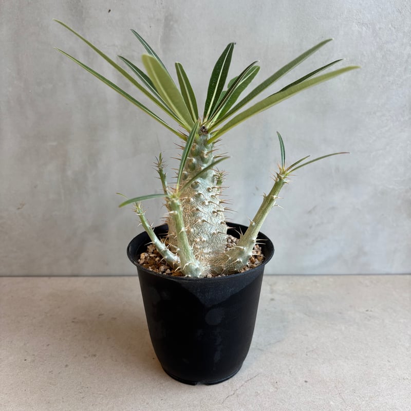 パキポディウム・グラキリス【実生】 (24nov27.h06-16) | GOOD DAYS