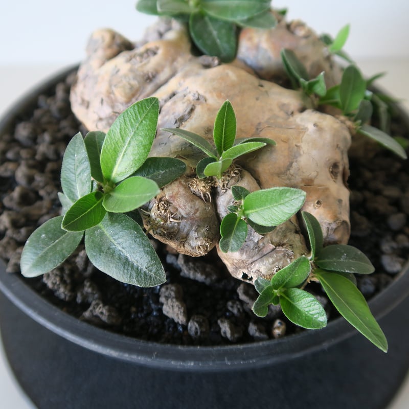 pachypodium brevicaule パキポディウム・ブレビカウレ（恵比寿笑い） | 