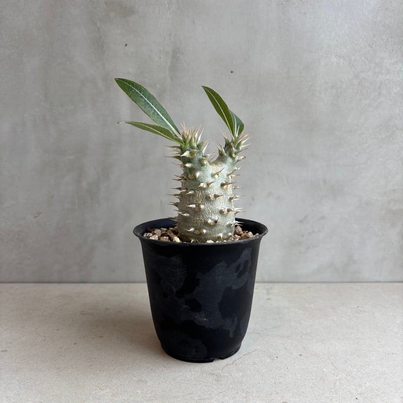 パキポディウム・ホロンベンセ 【実生】(24nov27.h08-4) | GOOD DAYS