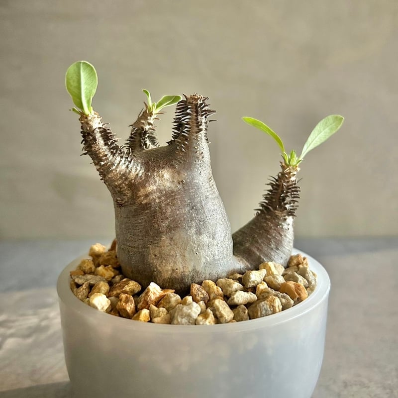 パキポディウム・マカイエンセ【5pm鉢】（23oct22.n4-23） | GOOD DAYS