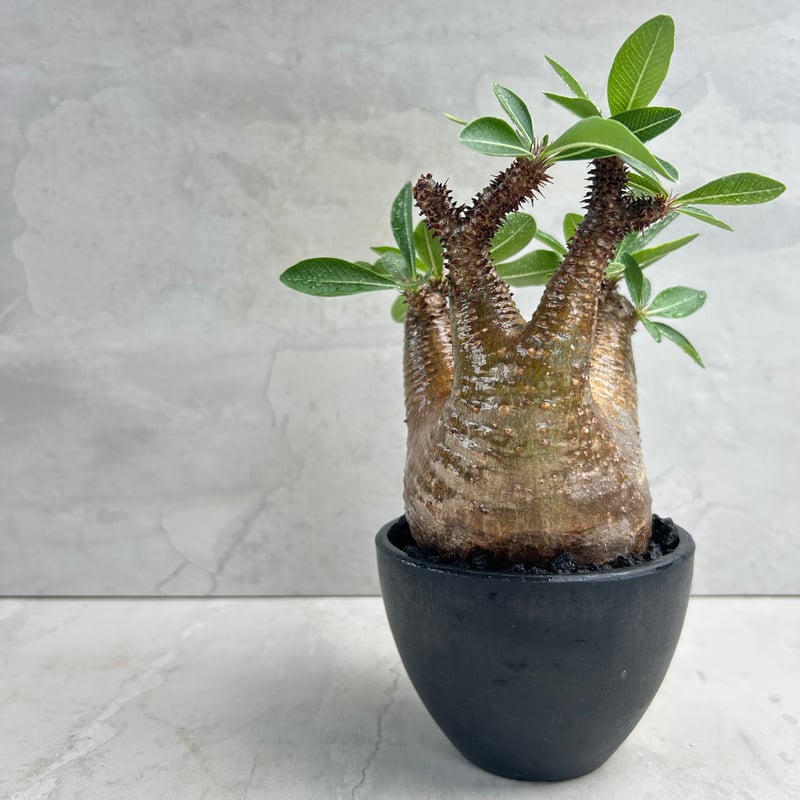 パキポディウム・マカイエンセ(25jul15v06-1) | GOOD DAYS