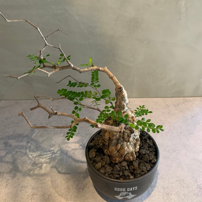 オペルクリカリア　パキプス 黒鉢 5鉢セット 塊根植物 オペルクリカリア パキプス 4.5号ロング黒鉢(現品