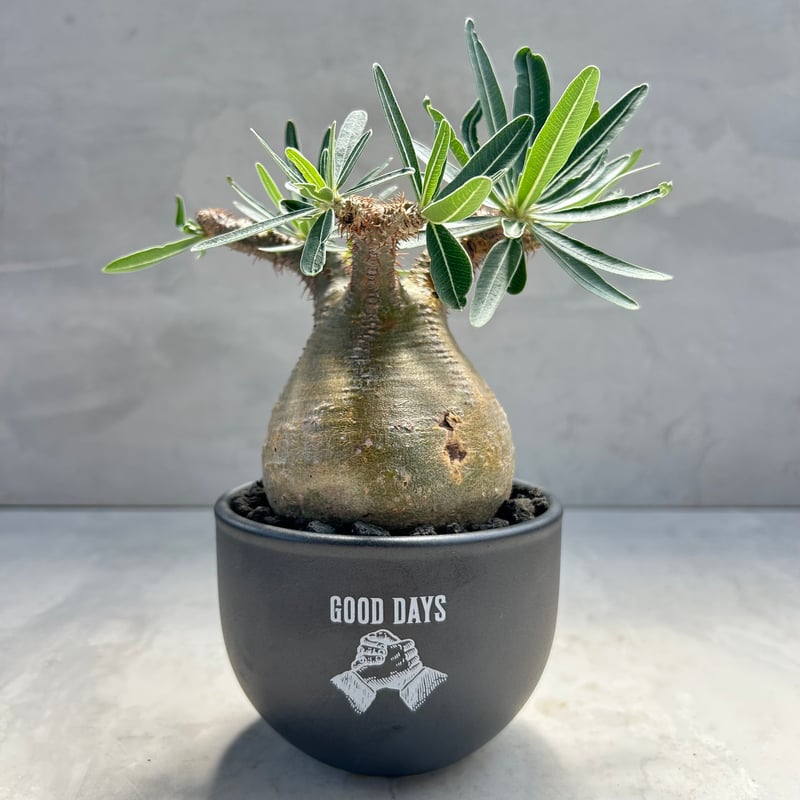 【甘い物が好きな人！】 大株！グラキリス 信楽鉢セット！パキポディウム 甘い物が好きな人！】 大株！グラキリス 信楽鉢セット