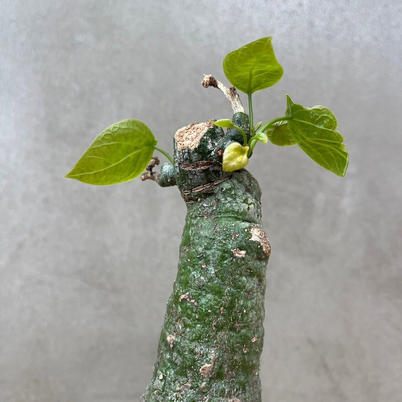 アデニア クリスタルグリーン【GOODDAYS/white鉢セット】23may19.n2-2