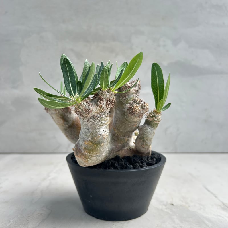 パキポディウム・ブレビカリックス (25jul15v46/2-3) | GOOD DAYS