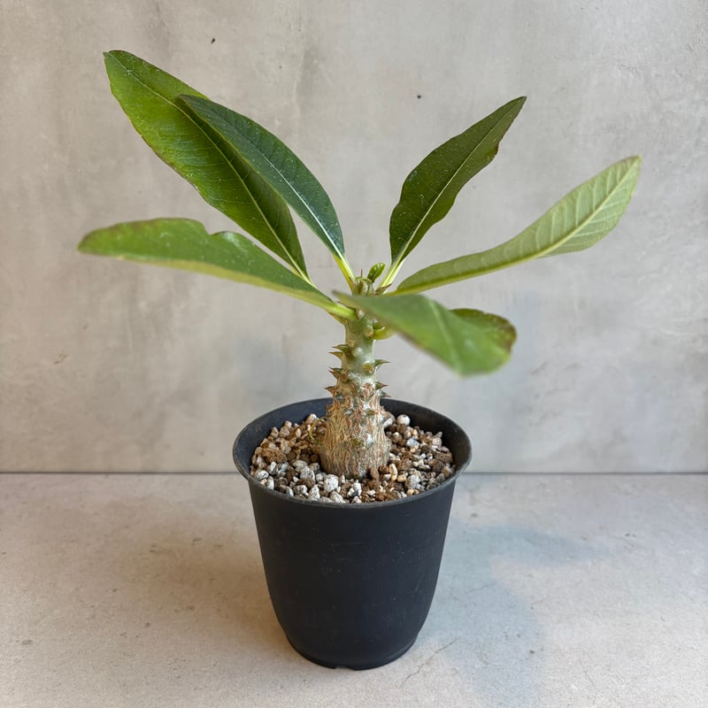 パキポディウム・ウィンゾリー 【実生】(24nov27.h11-12) | GOOD DAYS