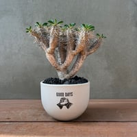 ユーフォルビア ギラウミニアナ【GOODDAYS/white鉢セット】23may19.n4-5