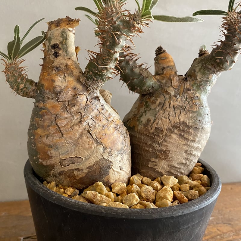 パキポディウム ロスラーツム実生 極太