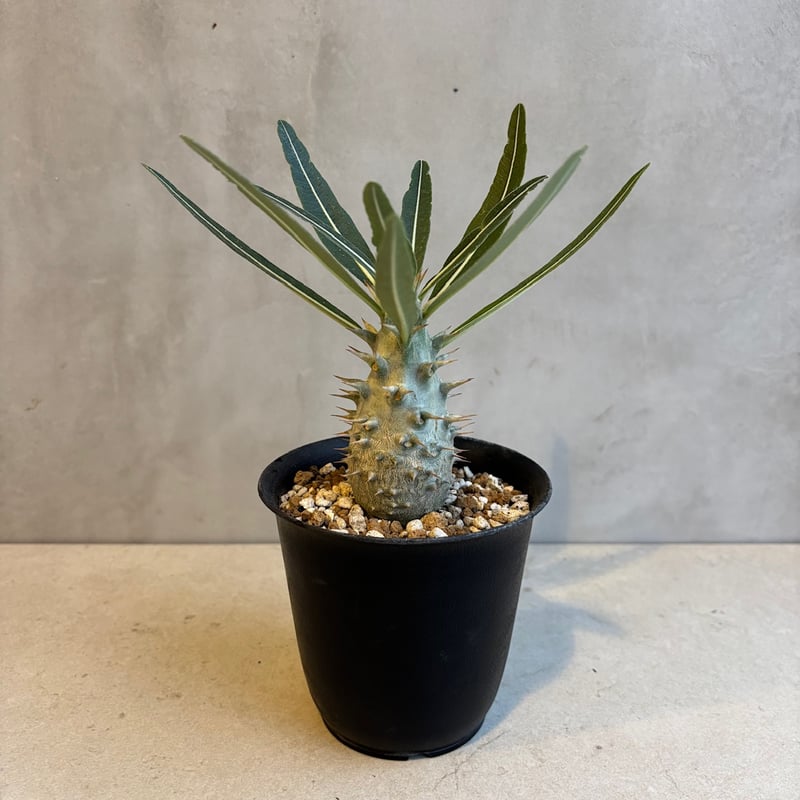 パキポディウム・カクチペス【実生】(24nov27.h07-13) | GOOD DAYS