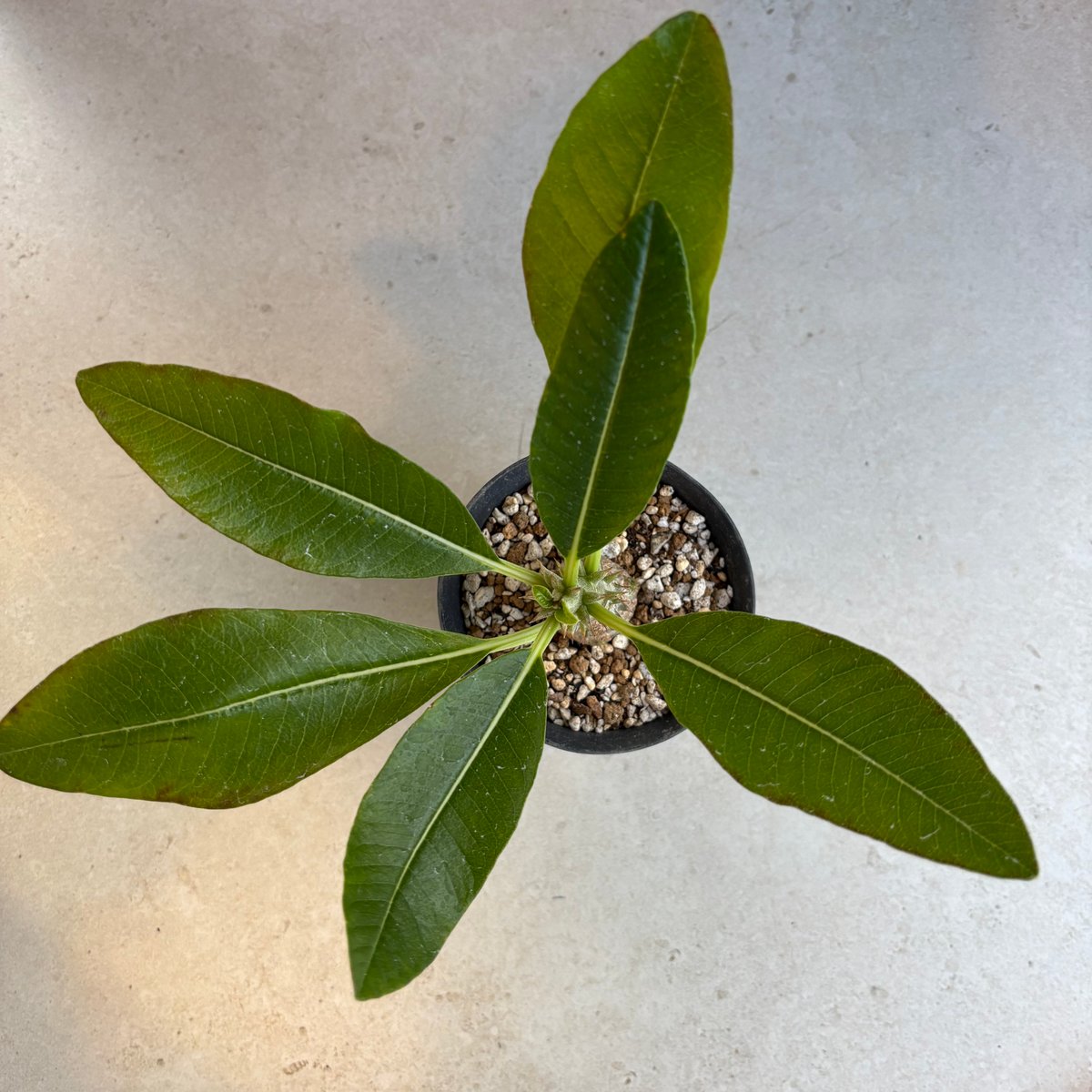 パキポディウム・ウィンゾリー 【実生】(24nov27.h11-12) | GOOD DAYS