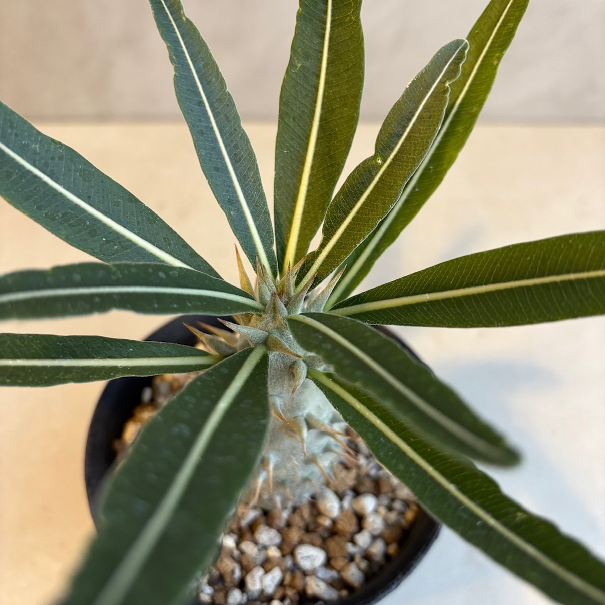 パキポディウム・カクチペス【実生】(24nov27.h07-13) | GOOD DAYS