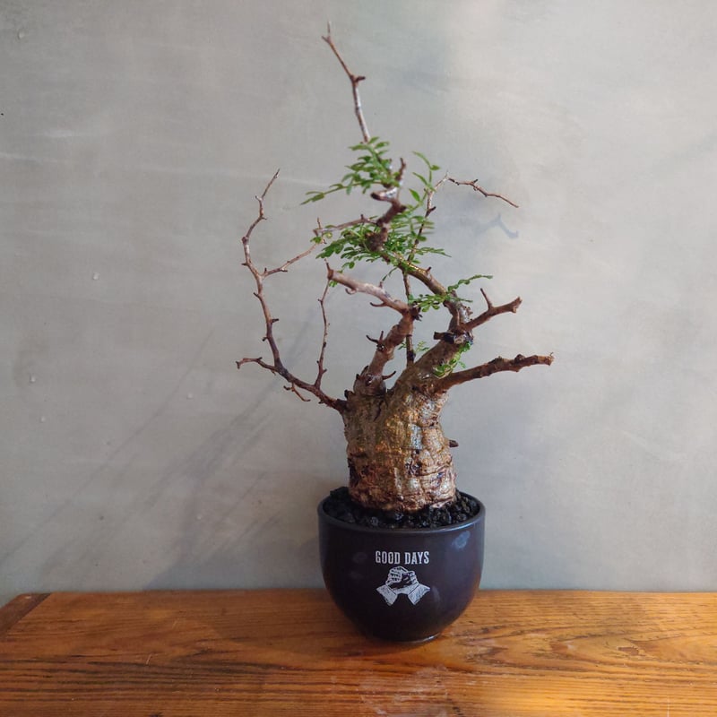 operculicarya pachypus オペルクリカリア・パキプス 【GOODDAYS/