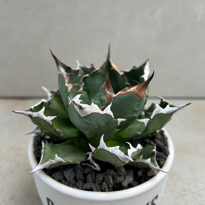 F8446 30株セット！！ 現品のみ！早いもの勝ち！ アガベ チタノタ