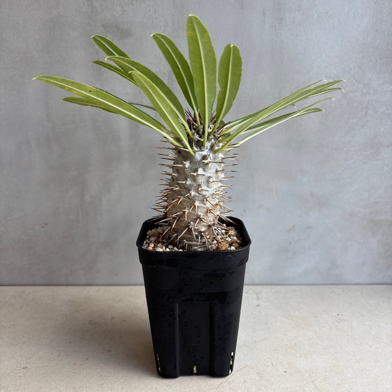 パキポディウム・ラメリー【実生】 (24nov27.h05-9) | GOOD DAYS