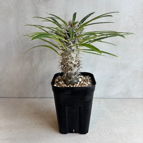 パキポディウムラメリー | STORES