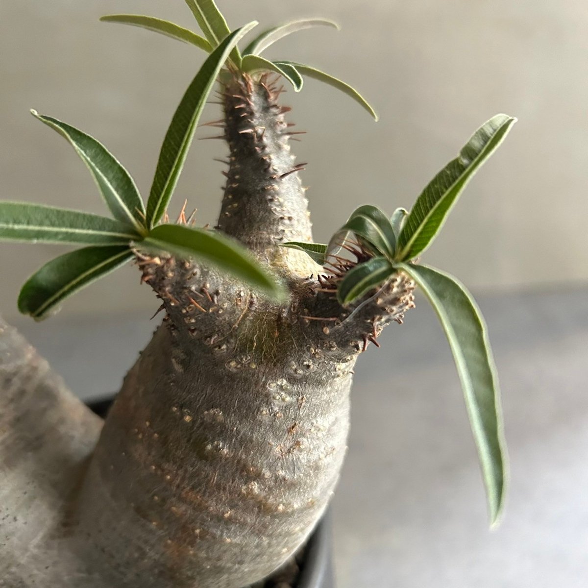 パキポディウムグラキリス ダブルヘッド 希少株 希少 パキポディウム