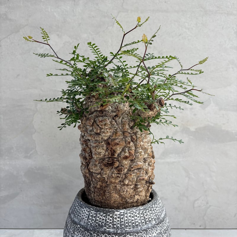 オペルクリカリア・パキプス【浅見五郎助作品鉢】(24dec24.v14-17