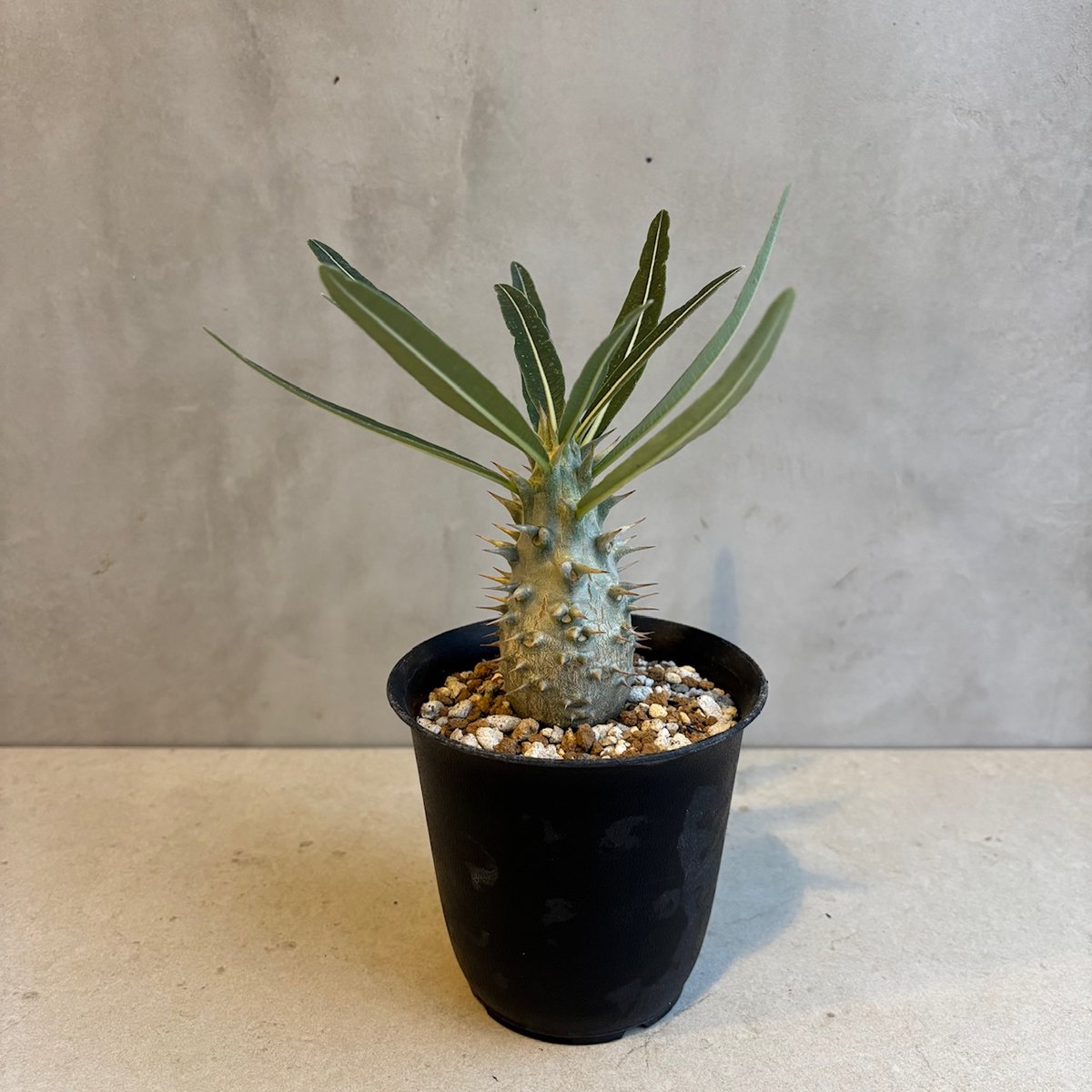 パキポディウム　カクチペス　実生 カクチペス 実生 最近、実生の植物を集めてます🪴 自分次第で成長が