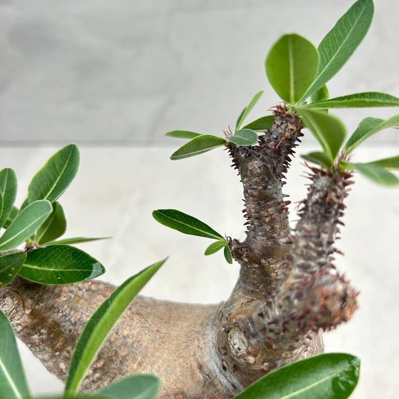 パキポディウム・マカイエンセ(25jul15v06-1) | GOOD DAYS