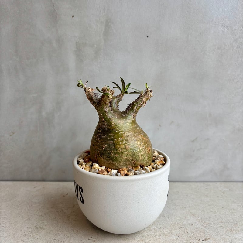 【甘い物が好きな人！】 大株！グラキリス 信楽鉢セット！パキポディウム パキポディウム グラキリス 4.5号鉢入り(信楽焼) 現地球 塊根植物