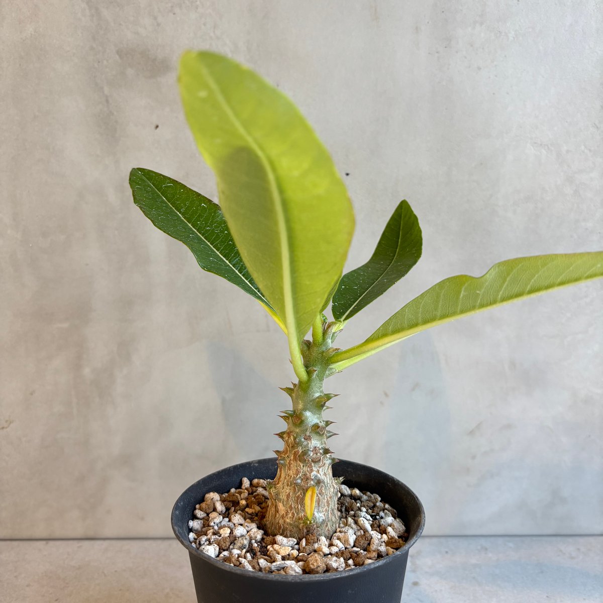 パキポディウム・ウィンゾリー 【実生】(24nov27.h11-12) | GOOD DAYS