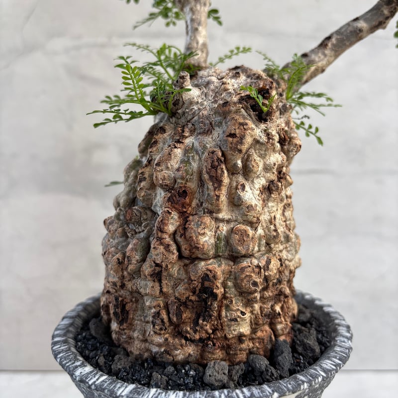 オペルクリカリア・パキプス【浅見五郎助作品鉢】(24dec24.v14-23