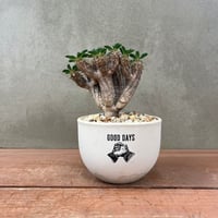 ユーフォルビア ギラウミニアナ【GOODDAYS/white鉢セット】23may19.n4-5