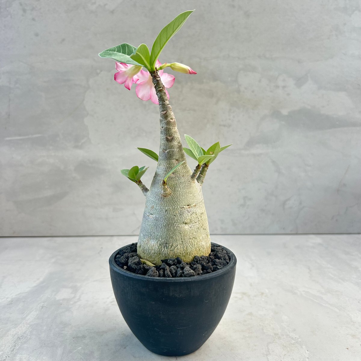 アデニウム・アラビカム ブラックスキン(25jul7.v42/3-1) | GOOD