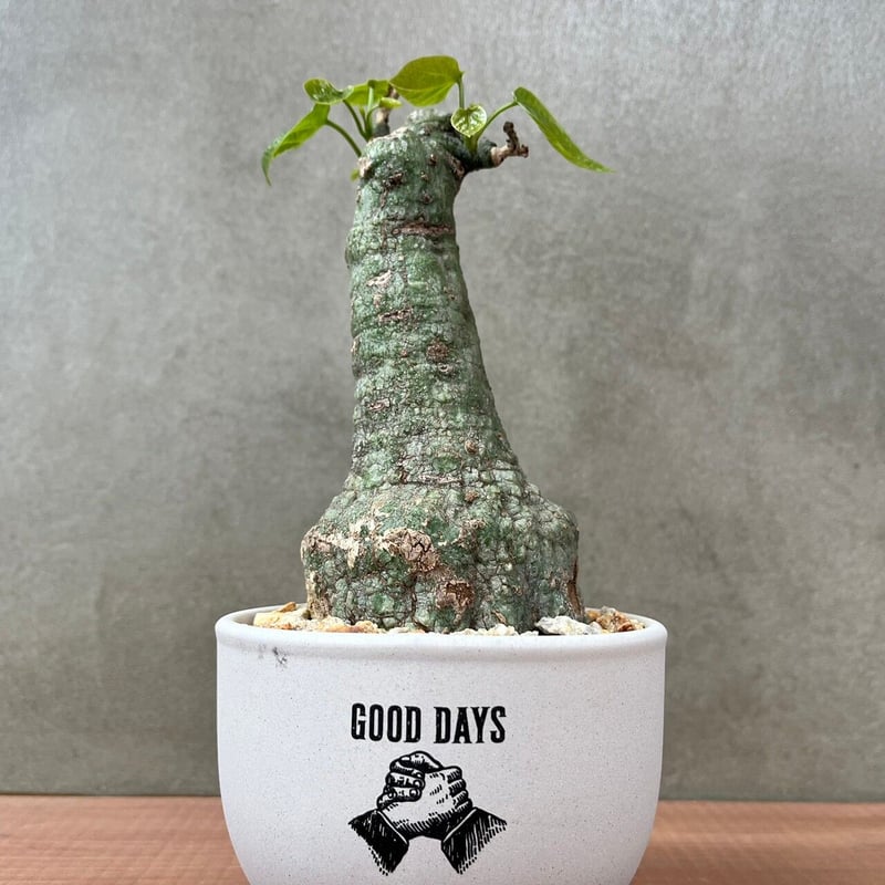 アデニア クリスタルグリーン【GOODDAYS/white鉢セット】23may19.n2-2