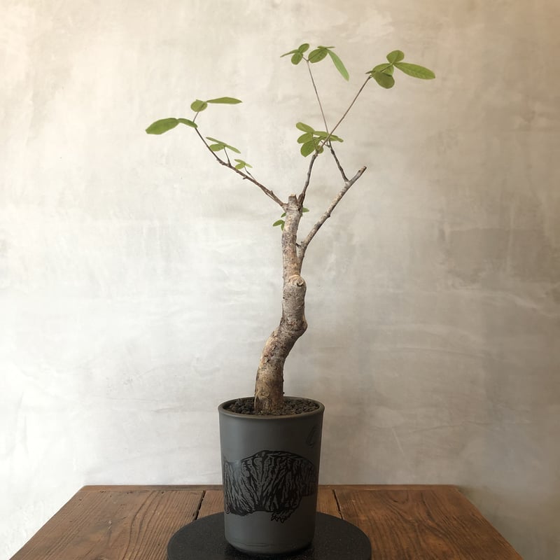 commiphora orbicularis コミフォラオルビクラリス NUTS