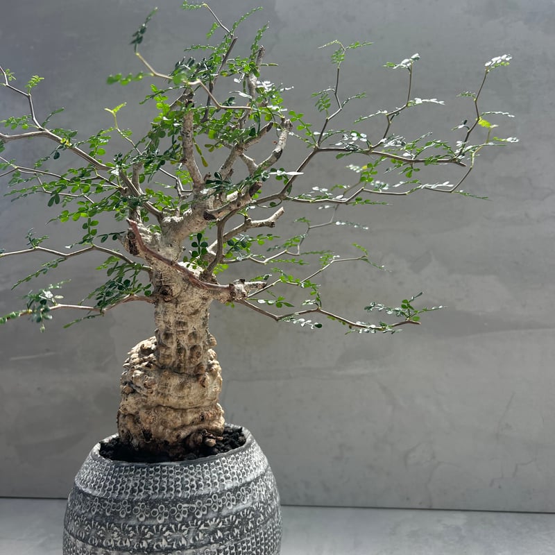 塊根植物　パキプス　作家鉢付 ™️ ・ #パキプス #発根済み ・ ・ ・ #pachypus #パキプス ・ #caudex