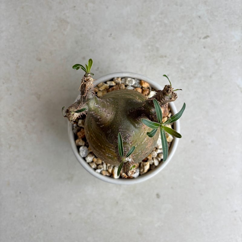 パキポディウム・グラキリス【GOODDAYS鉢 white】(24dec24.v01-6) |