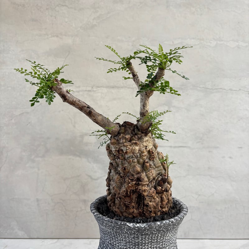 オペルクリカリア・パキプス【浅見五郎助作品鉢】(24dec24.v14-23