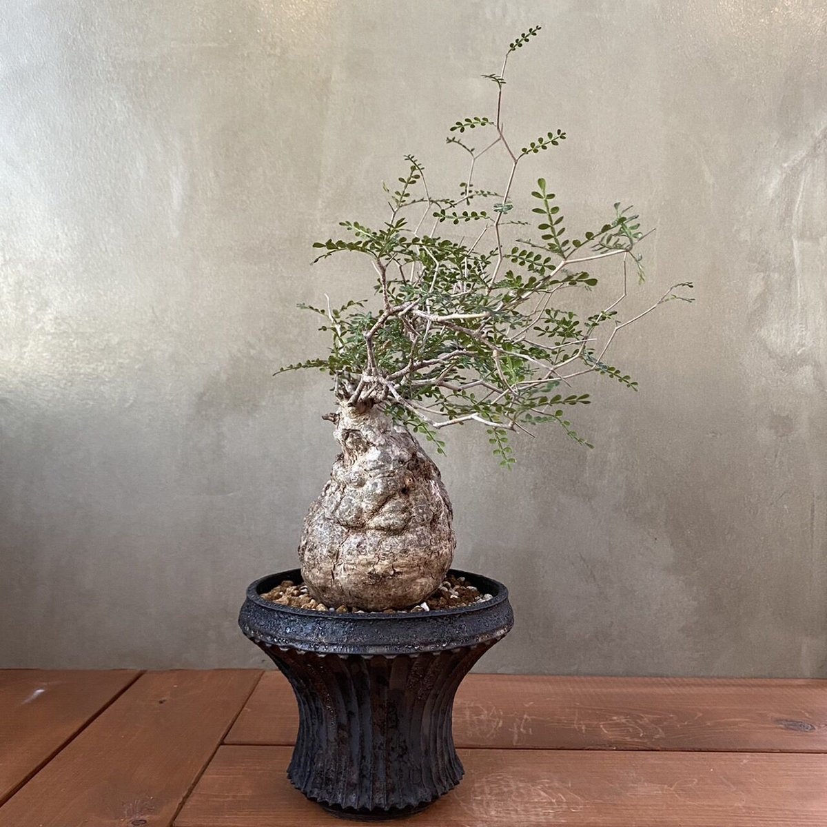 小野瀬一 作家鉢 オノセハジメ 鎬 by 植木鉢③ 小野瀬一 作家鉢 オノセハジメ 鎬 by 植木鉢③