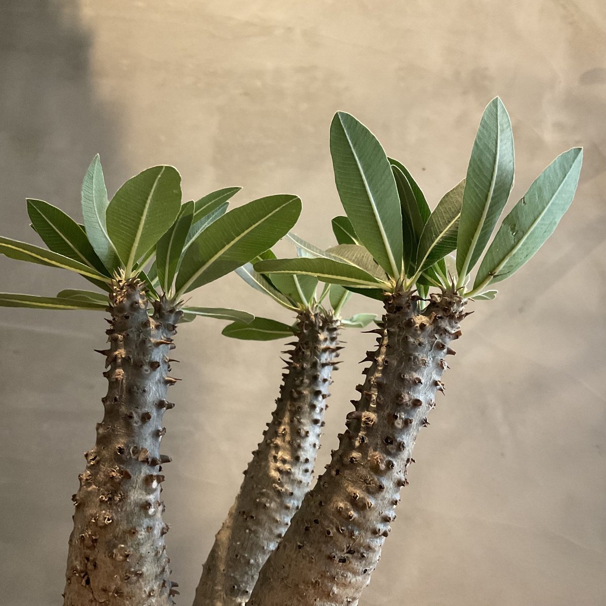 pachypodium makayense パキポディウム・マカイエンセ【GOODDAYS/黒