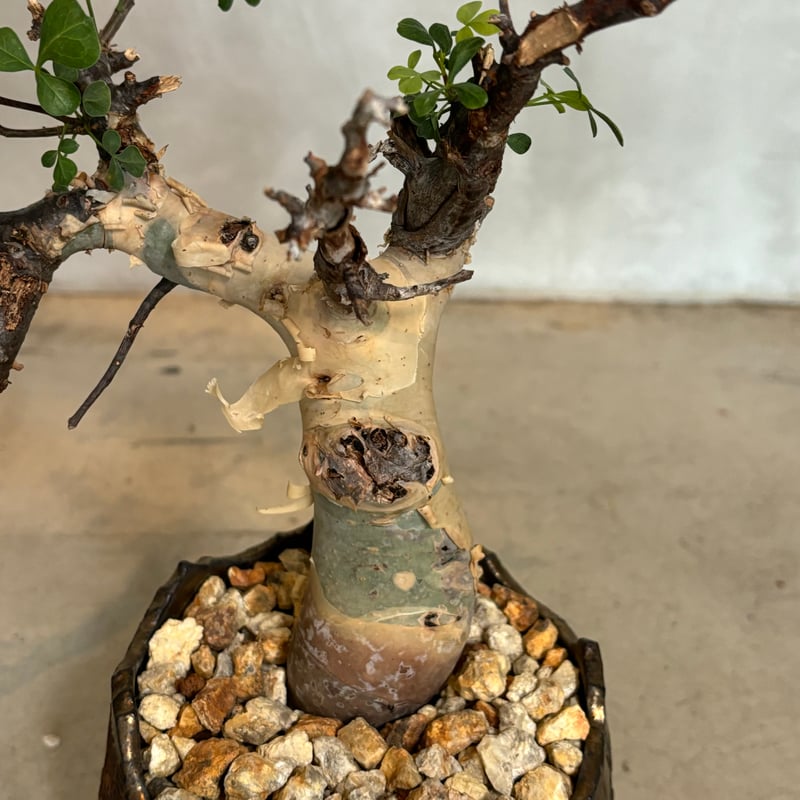 バツ　コミフォラ　カタフ CKー2 コミフォラ カタフ – GOLDEN CAMPOS OKINAWA