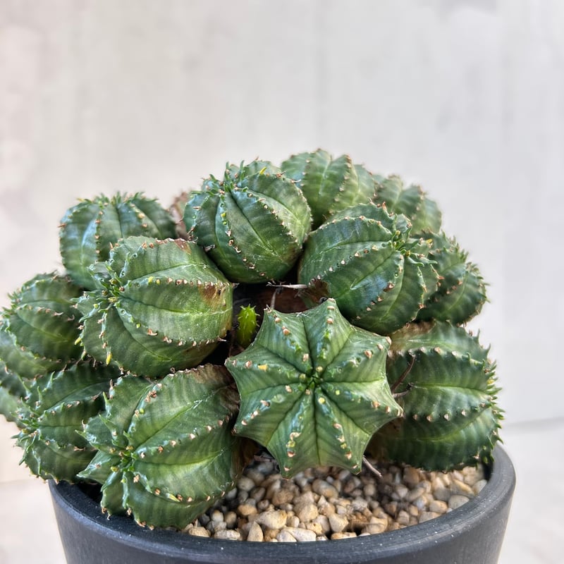 ユーフォルビア・バリダ(N08) | GOOD DAYS