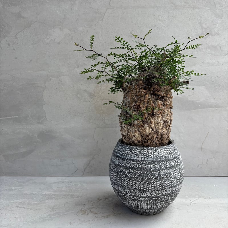 オペルクリカリア・パキプス【浅見五郎助作品鉢】(24dec24.v14