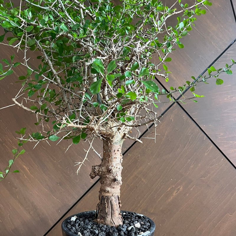 コミフォラ シンプリキフォリア 23may19.n5-9 | GOOD DAYS 