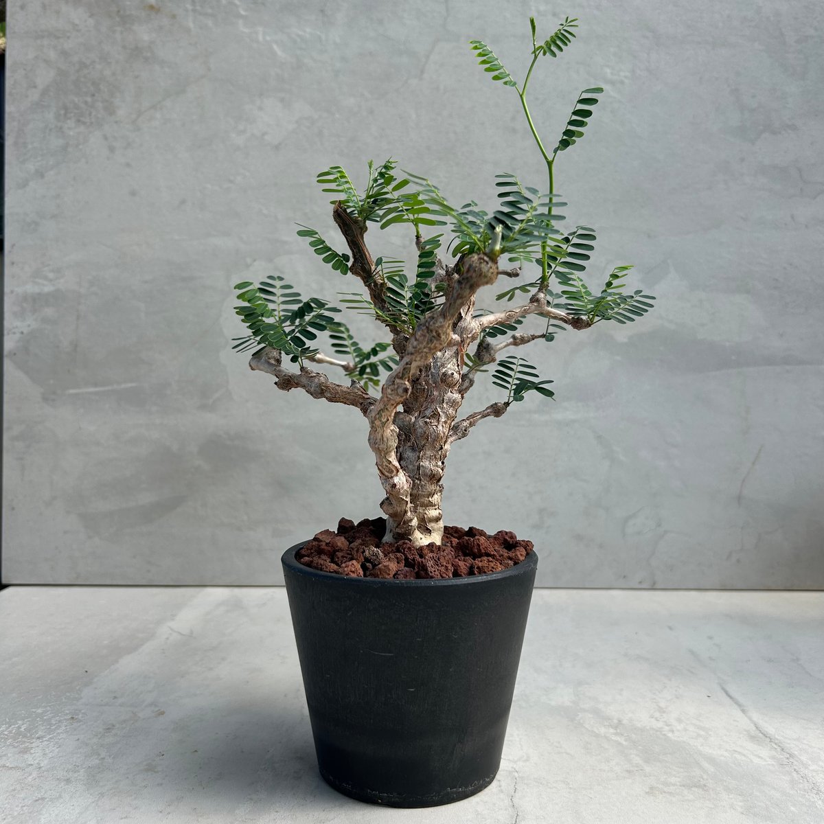 センナ　メリディオナリス　発根済み センナ メリディオナリス 塊根植物 珍奇植物 発根済み