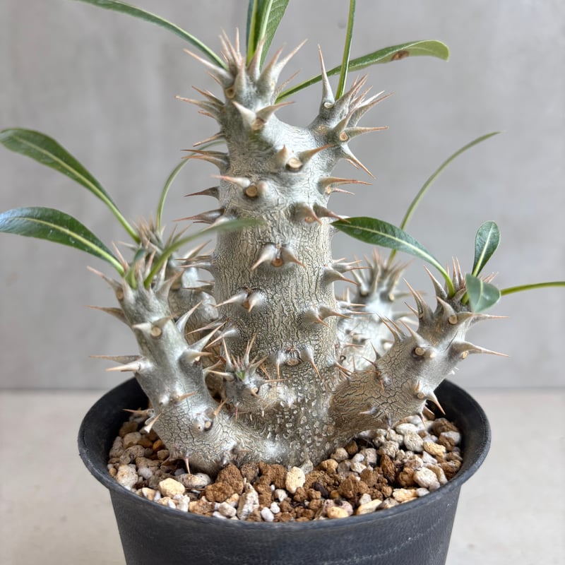 5頭　超極太10㌢　パキポディウム ホロンベンセ　鉢ごとメルカリ便 5頭 超極太10㌢ パキポディウム ホロンベンセ 鉢ごとメルカリ便 - メルカリ