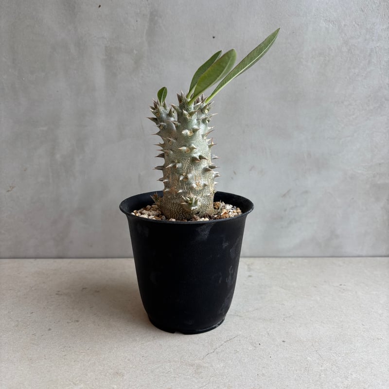 パキポディウム　ホロンベンセ(発根済み) パキポディウム ホロンベンセ | mana's farm:塊根植物・アガベ・ドライ